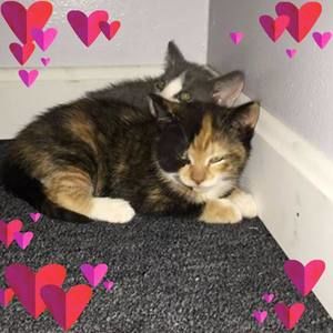 Meet your Posher, Trevor